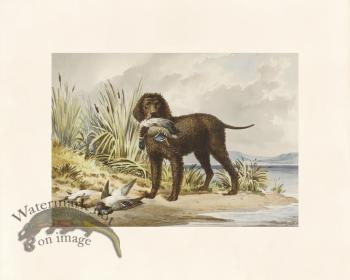 Pope Dog 03 Imported Irish Water Spaniel